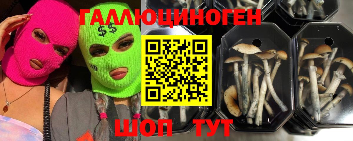 Вольск  Псилоцибиновые грибы Magic Shrooms  Вход с VPN  Галлюциногенные грибы Cubensis 